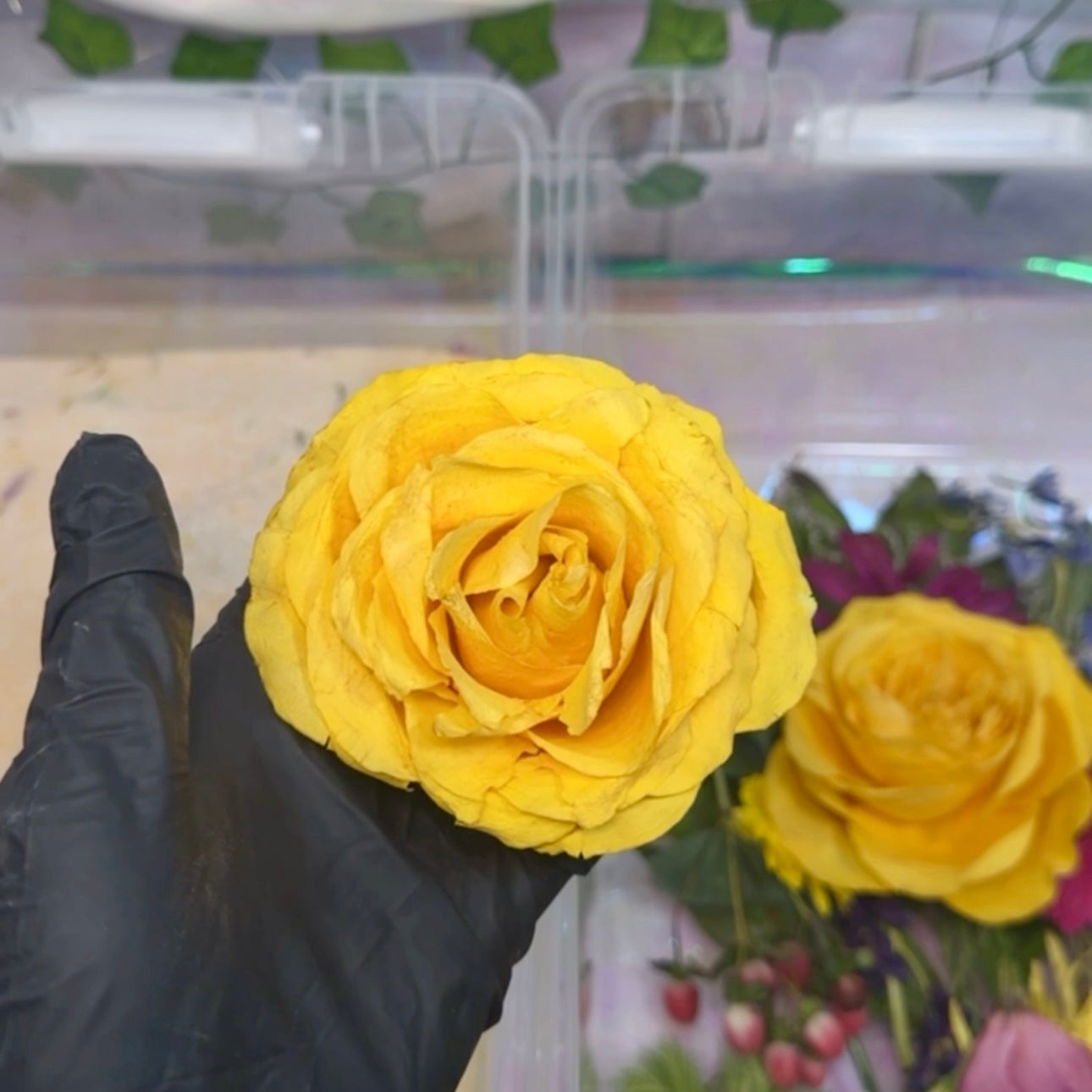 Yellow rose held by a gloved hand with a blurred indoor setting