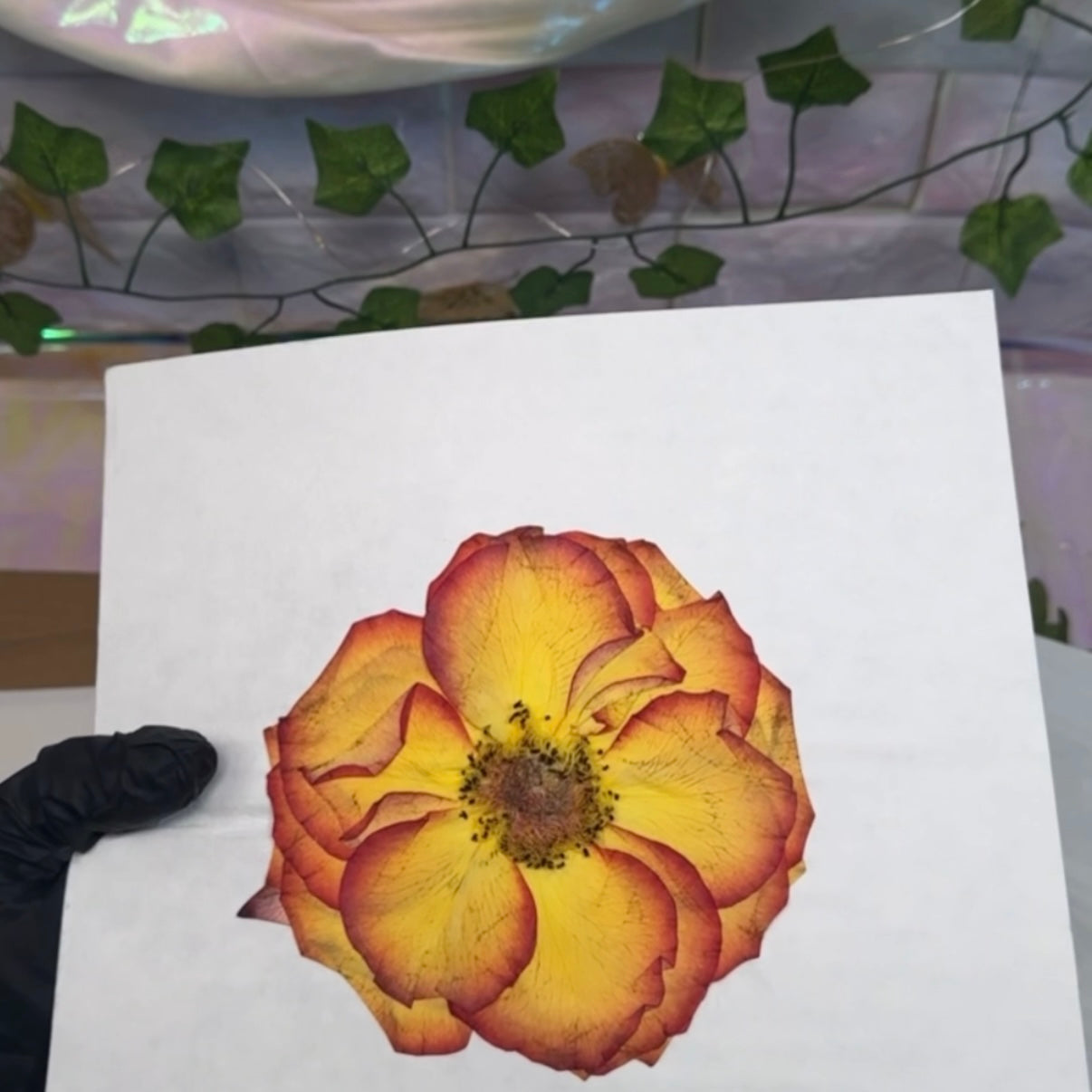 Pressed flower on a white card with a decorative background